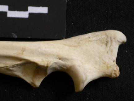 Ulna : partie proximale (10389 visites) Lycaon pictus - Mâle - Adulte - Élément droitCollection : Département d'Ostéologie du Musée Na... Ulna : partie proximale