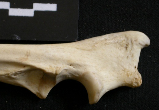 Ulna : partie proximale (10371 visites) Lycaon pictus - Mâle - Adulte - Élément droitCollection : Département d'Ostéologie du Musée Na... Ulna : partie proximale