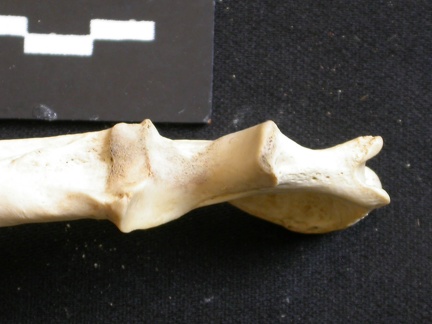 Ulna : partie proximale (11072 visites) Lycaon pictus - Mâle - Adulte - Élément droitCollection : Département d'Ostéologie du Musée Na... Ulna : partie proximale