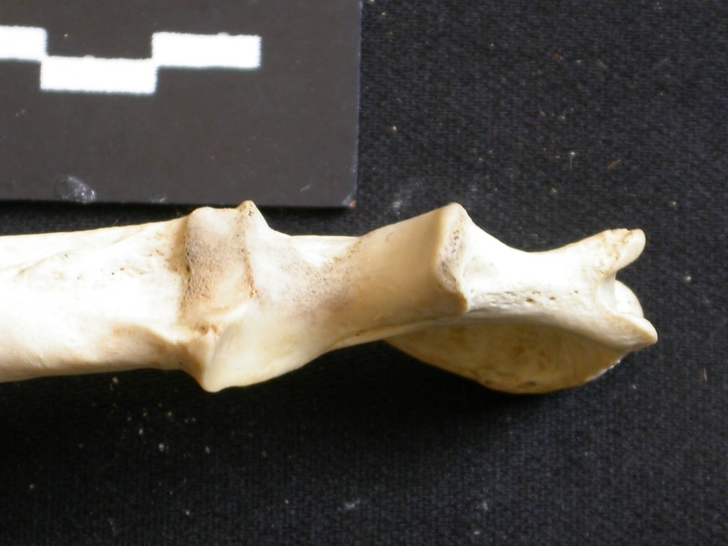 Ulna : partie proximale (11082 visites) Lycaon pictus - Mâle - Adulte - Élément droitCollection : Département d'Ostéologie du Musée Na... Ulna : partie proximale