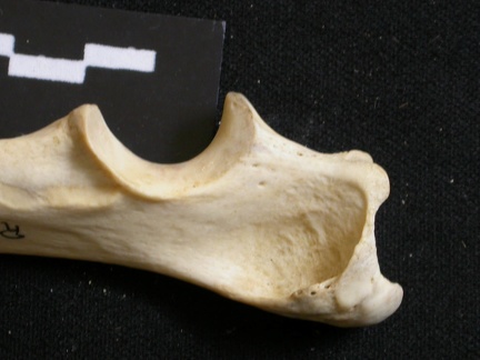 Ulna : partie proximale (12117 visites) Lycaon pictus - Mâle - Adulte - Élément droitCollection : Département d'Ostéologie du Musée Na... Ulna : partie proximale