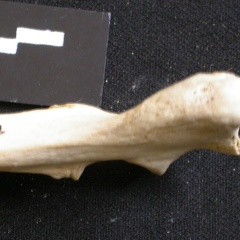 Ulna : partie proximale (12917 visites) Lycaon pictus - Mâle - Adulte - Élément droitCollection : Département d'Ostéologie du Musée Na... Ulna : partie proximale