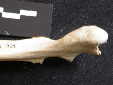 Ulna : partie proximale (12932 visites) Lycaon pictus - Mâle - Adulte - Élément droitCollection : Département d'Ostéologie du Musée Na... Ulna : partie proximale