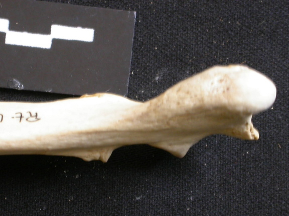 Ulna : partie proximale