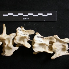 Cervical vertebrae (15749 visits) Lycaon pictus - Male - AdultCollection: Department d'Osteology of National Museum of Kenya, Nairobi... Cervical vertebrae
