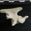 Axis (14799 visites) Gulo gulo - Mâle - AdulteCollection : Département d'Ostéologie du Musée National du Kenya, Nairo... Axis
