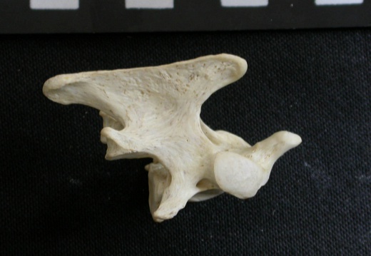 Axis (14444 visites) Gulo gulo - Mâle - AdulteCollection : Département d'Ostéologie du Musée National du Kenya, Nairo... Axis
