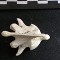 Axis (13440 visits) Gulo gulo - Male - AdultCollection: Department d'Osteology of National Museum of Kenya, Nairobi (Id... Axis