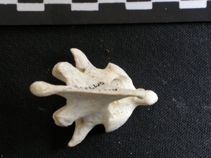 Axis (13036 visites) Gulo gulo - Mâle - AdulteCollection : Département d'Ostéologie du Musée National du Kenya, Nairo... Axis