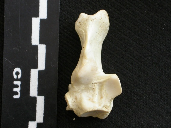 Calcanéus (11937 visites) Gulo gulo - Mâle - Adulte - Élément droitCollection : Département d'Ostéologie du Musée Nation... Calcanéus