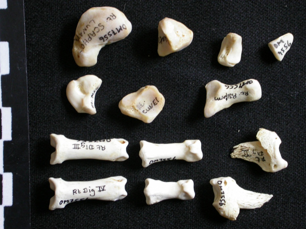 Carpe et phalanges (98424 visites) Gulo gulo - Mâle - Adulte - Élément droitCollection : Département d'Ostéologie du Musée Nation... Carpe et phalanges