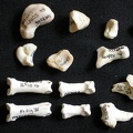 Carpe et phalanges (98422 visites) Gulo gulo - Mâle - Adulte - Élément droitCollection : Département d'Ostéologie du Musée Nation... Carpe et phalanges