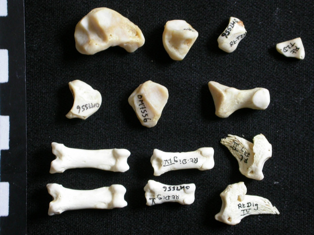 Carpe et phalanges (98524 visites) Gulo gulo - Mâle - Adulte - Élément droitCollection : Département d'Ostéologie du Musée Nation... Carpe et phalanges