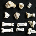 Carpe et phalanges (98522 visites) Gulo gulo - Mâle - Adulte - Élément droitCollection : Département d'Ostéologie du Musée Nation... Carpe et phalanges