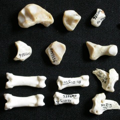 Carpe et phalanges (98518 visites) Gulo gulo - Mâle - Adulte - Élément droitCollection : Département d'Ostéologie du Musée Nation... Carpe et phalanges