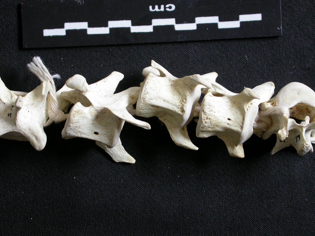 Vértebras cervicales (10685 visitas) Gulo gulo - Macho - AdultoColección : Departamento d'Osteología del Museo Nacional de Kenia, Nair... Vértebras cervicales