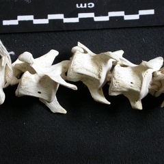Vertèbres cervicales (10652 visites) Gulo gulo - Mâle - AdulteCollection : Département d'Ostéologie du Musée National du Kenya, Nairo... Vertèbres cervicales