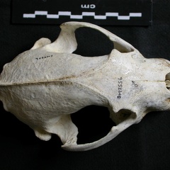 Crâne : vue frontale (8380 visites) Gulo gulo - Mâle - AdulteCollection : Département d'Ostéologie du Musée National du Kenya, Nairo... Crâne : vue frontale