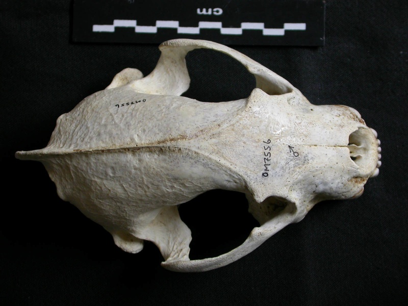 Crâne : vue frontale (8387 visites) Gulo gulo - Mâle - AdulteCollection : Département d'Ostéologie du Musée National du Kenya, Nairo... Crâne : vue frontale