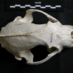 Crâne : vue frontale (7903 visites) Gulo gulo - Mâle - AdulteCollection : Département d'Ostéologie du Musée National du Kenya, Nairo... Crâne : vue frontale