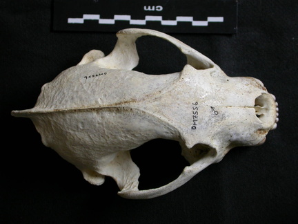 Skull: frontal sight