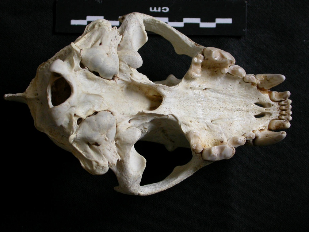 Crâne : vue ventrale (7742 visites) Gulo gulo - Mâle - AdulteCollection : Département d'Ostéologie du Musée National du Kenya, Nairo... Crâne : vue ventrale
