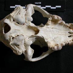 Crâne : vue ventrale (7723 visites) Gulo gulo - Mâle - AdulteCollection : Département d'Ostéologie du Musée National du Kenya, Nairo... Crâne : vue ventrale