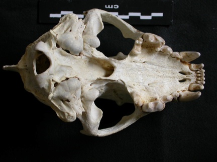 Crâne : vue ventrale (7720 visites) Gulo gulo - Mâle - AdulteCollection : Département d'Ostéologie du Musée National du Kenya, Nairo... Crâne : vue ventrale