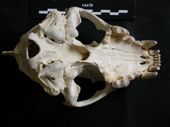 Crâne : vue ventrale