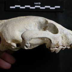 Crâne : vue latérale droite (7342 visites) Gulo gulo - Mâle - AdulteCollection : Département d'Ostéologie du Musée National du Kenya, Nairo... Crâne : vue latérale droite