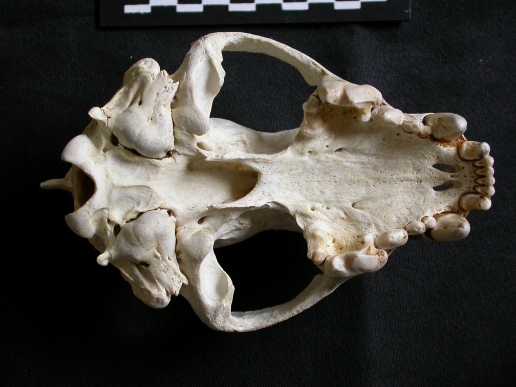 Cráneo: vista ventral (6874 visitas) Gulo gulo - Macho - AdultoColección : Departamento d'Osteología del Museo Nacional de Kenia, Nair... Cráneo: vista ventral