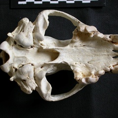 Crâne : vue ventrale (6850 visites) Gulo gulo - Mâle - AdulteCollection : Département d'Ostéologie du Musée National du Kenya, Nairo... Crâne : vue ventrale