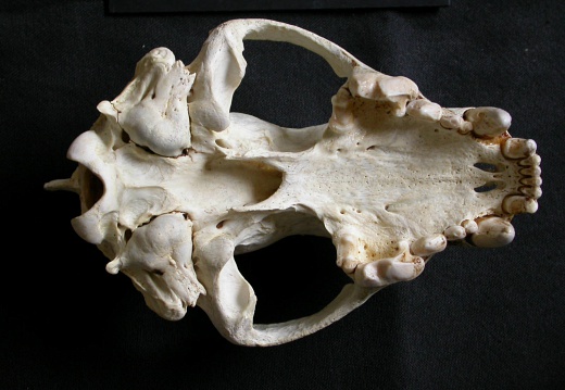 Crâne : vue ventrale (6849 visites) Gulo gulo - Mâle - AdulteCollection : Département d'Ostéologie du Musée National du Kenya, Nairo... Crâne : vue ventrale