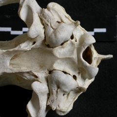 Crâne : vue ventrale (6551 visites) Gulo gulo - Mâle - AdulteCollection : Département d'Ostéologie du Musée National du Kenya, Nairo... Crâne : vue ventrale
