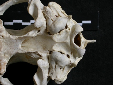 Crâne : vue ventrale (6549 visites) Gulo gulo - Mâle - AdulteCollection : Département d'Ostéologie du Musée National du Kenya, Nairo... Crâne : vue ventrale