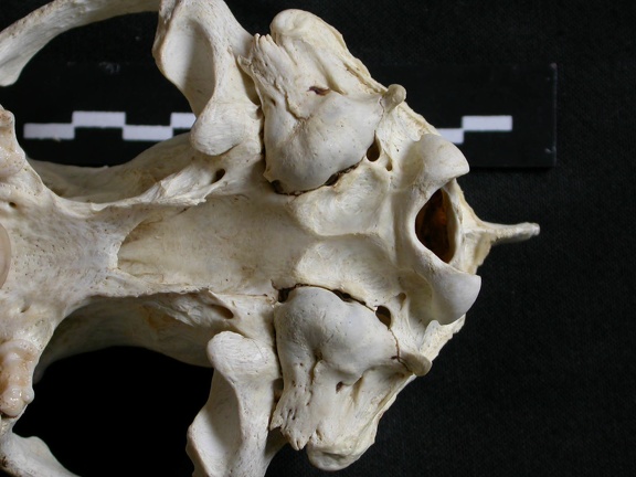 Crâne : vue ventrale (6621 visites) Gulo gulo - Mâle - AdulteCollection : Département d'Ostéologie du Musée National du Kenya, Nairo... Crâne : vue ventrale