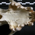 Crâne : maxillaires et os incisif (6443 visites) Gulo gulo - Mâle - AdulteCollection : Département d'Ostéologie du Musée National du Kenya, Nairo... Crâne : maxillaires et os incisif