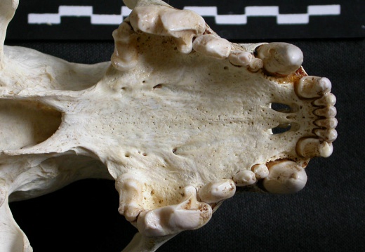 Skull: jawbones and incisive bone