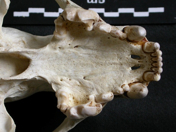 Crâne : maxillaires et os incisif (6666 visites) Gulo gulo - Mâle - AdulteCollection : Département d'Ostéologie du Musée National du Kenya, Nairo... Crâne : maxillaires et os incisif