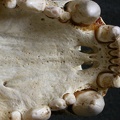 Crâne : maxillaires et os incisif (6504 visites) Gulo gulo - Mâle - AdulteCollection : Département d'Ostéologie du Musée National du Kenya, Nairo... Crâne : maxillaires et os incisif