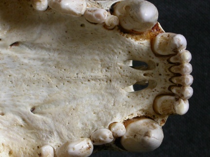 Crâne : maxillaires et os incisif (6599 visites) Gulo gulo - Mâle - AdulteCollection : Département d'Ostéologie du Musée National du Kenya, Nairo... Crâne : maxillaires et os incisif