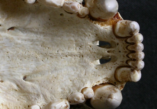 Skull: jawbones and incisive bone