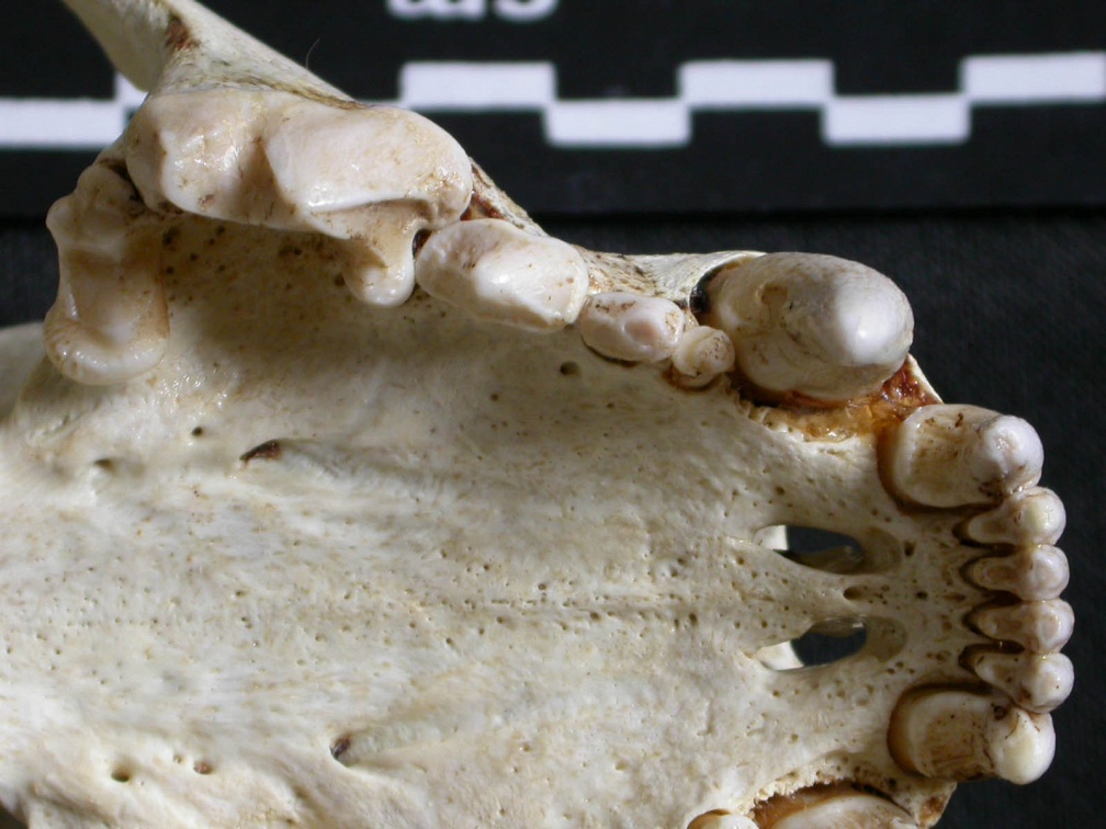 Crâne : maxillaires et os incisif (6189 visites) Gulo gulo - Mâle - AdulteCollection : Département d'Ostéologie du Musée National du Kenya, Nairo... Crâne : maxillaires et os incisif