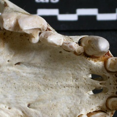 Crâne : maxillaires et  os incisif
