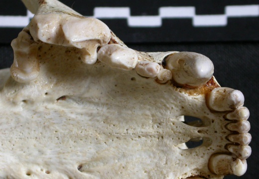 Skull: jawbones and incisive bone