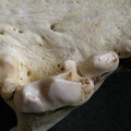 Dentition supérieure (6366 visites) Gulo gulo - Mâle - AdulteCollection : Département d'Ostéologie du Musée National du Kenya, Nairo... Dentition supérieure