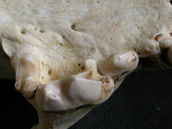 Dentition supérieure (6660 visites) Gulo gulo - Mâle - AdulteCollection : Département d'Ostéologie du Musée National du Kenya, Nairo... Dentition supérieure