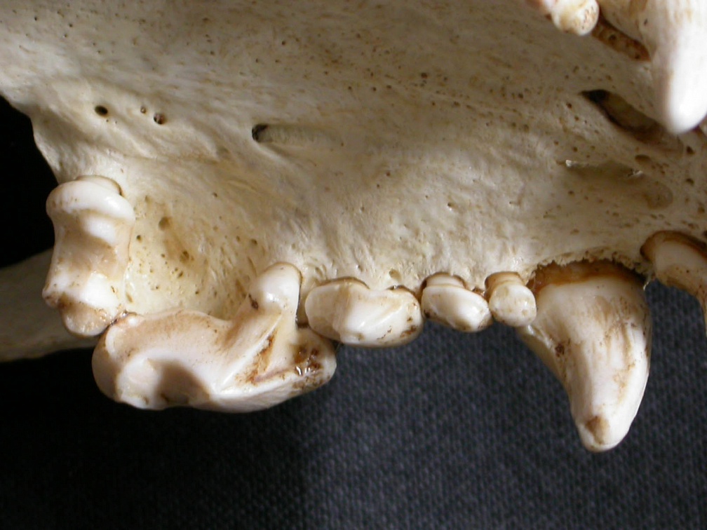 Dentición superior (6799 visitas) Gulo gulo - Macho - AdultoColección : Departamento d'Osteología del Museo Nacional de Kenia, Nair... Dentición superior