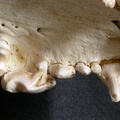 Dentition supérieure (6807 visites) Gulo gulo - Mâle - AdulteCollection : Département d'Ostéologie du Musée National du Kenya, Nairo... Dentition supérieure