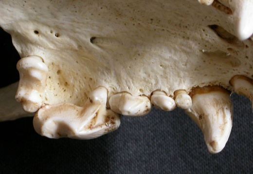 Dentition supérieure (6802 visites) Gulo gulo - Mâle - AdulteCollection : Département d'Ostéologie du Musée National du Kenya, Nairo... Dentition supérieure